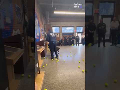 Watch the NYPD give a retiring bomb-sniffing dog a ceremonial send-off | Humankind #shorts #nypd