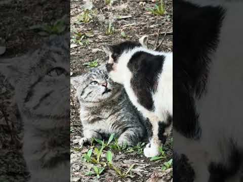 what are you doing cat #funny #cat