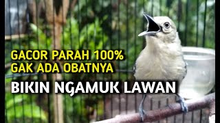 Download lagu sirtu gacor fighter emosi parah//sangat ampuh untuk memancing birahi lawan mp3