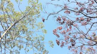 Jabin Law - Let It All Begin Again