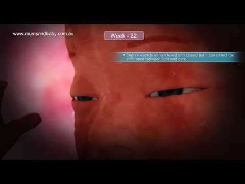 Pregnancy Week 22 www.mumsandbaby.com