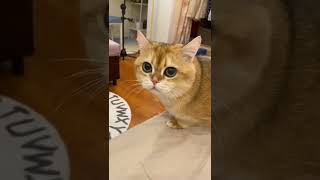 Download lagu Suara kucing meong-meong#youtubeshorts mp3 Download lagu Suara kucing meong-meong#youtubeshorts mp3