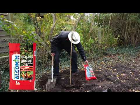 Att plantera träd med Jankov Månsson