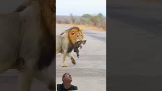 #lion #wildlife #animals #wildanimals #safari #peixesamazonicos #barcopesqueiro