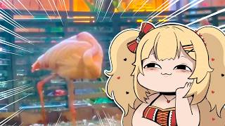 俺の茨城がこんなに可愛いわけがない。【ホロライブ/赤井はあと】