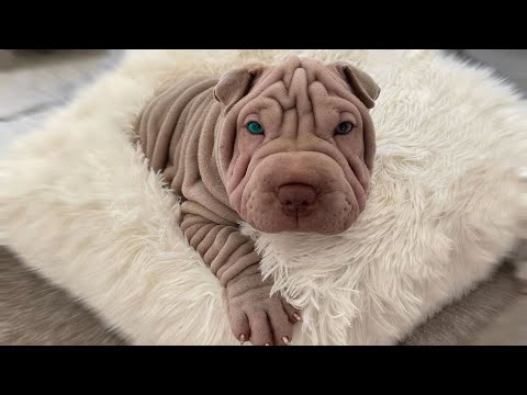 The 10 Wrinkly Dog Breeds That Will Melt Your Heart