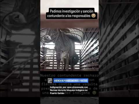 Indignación por vaca atravesada con flechas durante bloqueo indígena en Puerto Gaitán