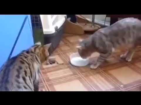 Cats fun with Milk Bowl#Shorts