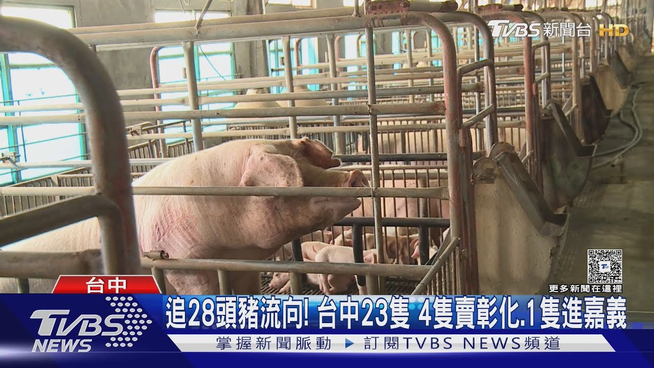 台中養豬場爆疫情後仍出貨！非洲豬瘟肉品流入３縣市　恐存活千日