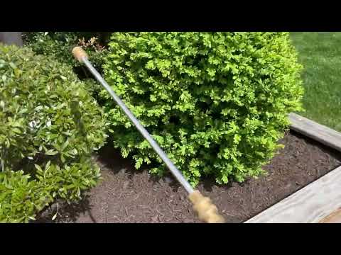 Inspection Uncovers Ants Around Home in...