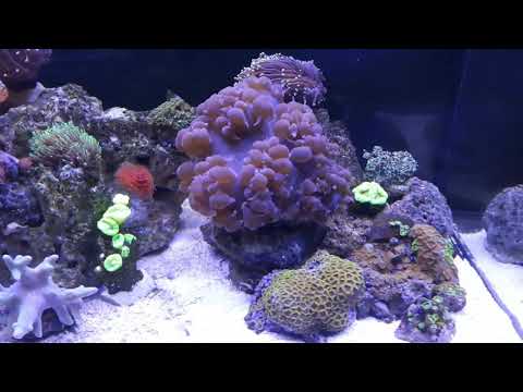 Akwarium morskie update Maj 2019 (3 miesiace od załozenia )