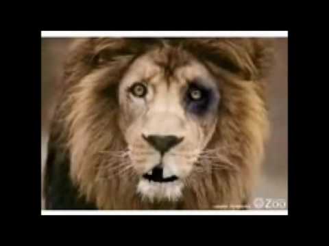 Los Poligomas EL PASO DE CHITA  audio 2016