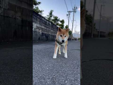 犬に一歩ずつ歩くように教える