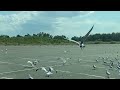 Birds HANG OUT At Parking LOT Bird Colony Birds DCT
