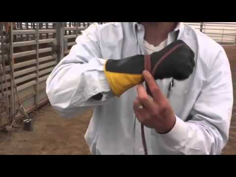 Bull Rider Coach - Tying your Glove on