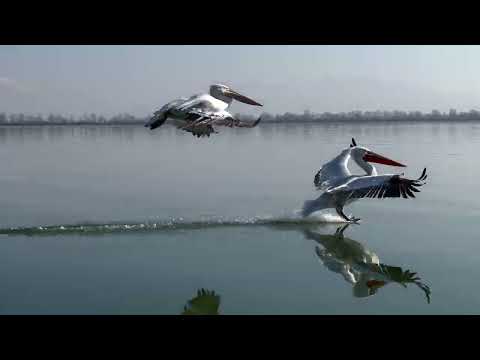Dalmatian pelican landing by boat on lake