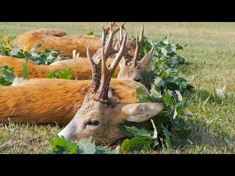 "Böcke und Sauen satt" in Masuren - Teil 2