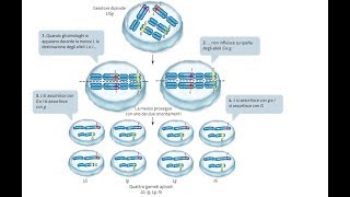GENETICA: Terza legge di Mendel & Testcross per il Test di Medicina