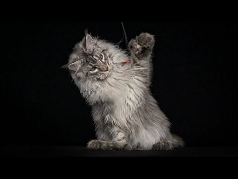 You've never seen such enormous paws | Polydactyly Maine Coon cat.