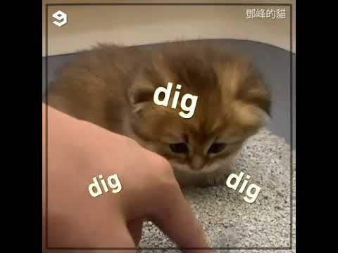 Cute Kittens learn to poop in their litter box!