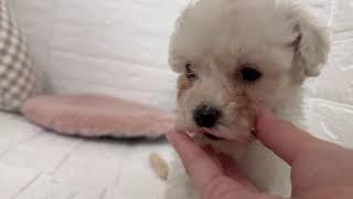 ビションフリーゼの動画01