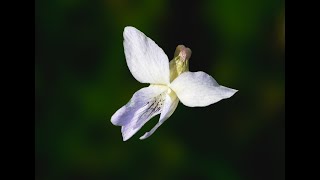 Awakening Nature springtime in South Kent CN 2025