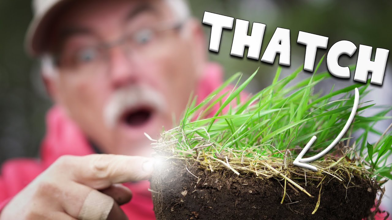 Your LAWN WON'T GROW because THATCH is... - YouTube