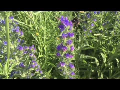 Tusen trädgårdar 2020 GS