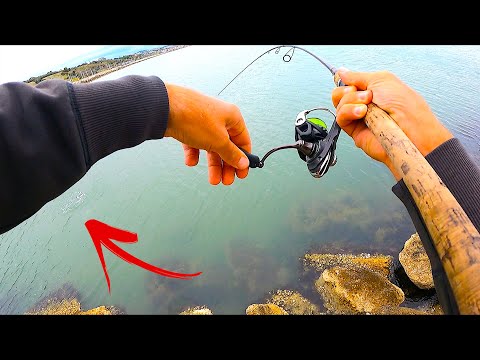 Topwater Inshore fishing in Italy is SO MUCH FUN! Bluefish & Leerfish