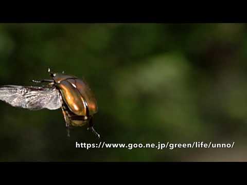 カナブンの飛翔　Drone beetle Pseudotorynorrhina japonica