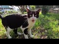 Tuxedo Cat Meowing Very Loudly But Afraid To Approach Me