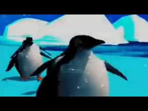 pinguins dançando musica do roger guedes