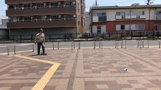 僕はそれでも飛んでみたい！　#shorts