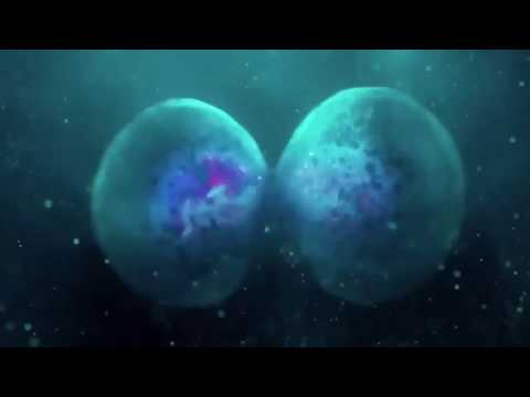 Sonic Species - Zero [Audiofire Remix]