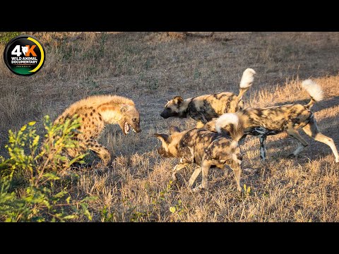 WILD SERENGETI | Hunter Becomes the Hunted | A Savage Fight for Survival | Wild Animal Documentary
