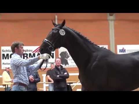 Bon Bravour-De Niro stallion * 2013