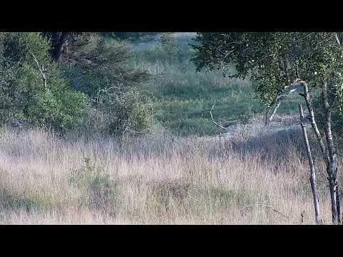 Djuma: Hyena runs from behind cam across dam shallow end and towards Galago - 06:51 - 04/03/2022