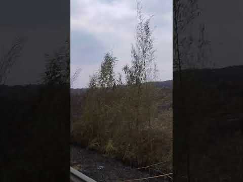 They are burning all the native vegetation and animals are being killed in Brazil, Marília SAO PAULO