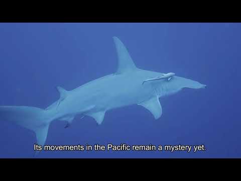 Sphyrna mokarran - The Great Hammerhead Shark