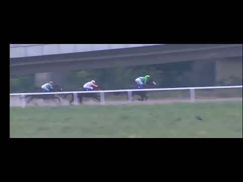 Trka Bombarder Hipodrom Beograd 12.06.2022