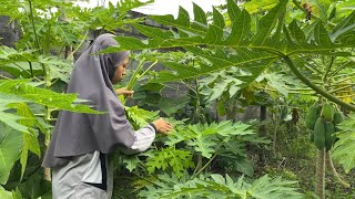 Download lagu Petik Daun Pepaya, Masak Kolak, Lalapan buat Buka Puasa mp3 Download lagu Petik Daun Pepaya, Masak Kolak, Lalapan buat Buka Puasa mp3