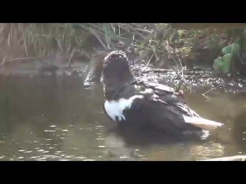 Diergaarde Blijdorp - Ospreys bathing