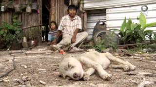 México Social - Las metas del desarrollo sostenible (12/01/2016)