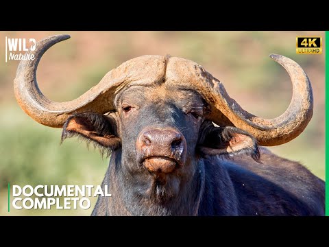 FUERZA BRUTAL – El Código Secreto de los Búfalos Africanos | Documental Animal