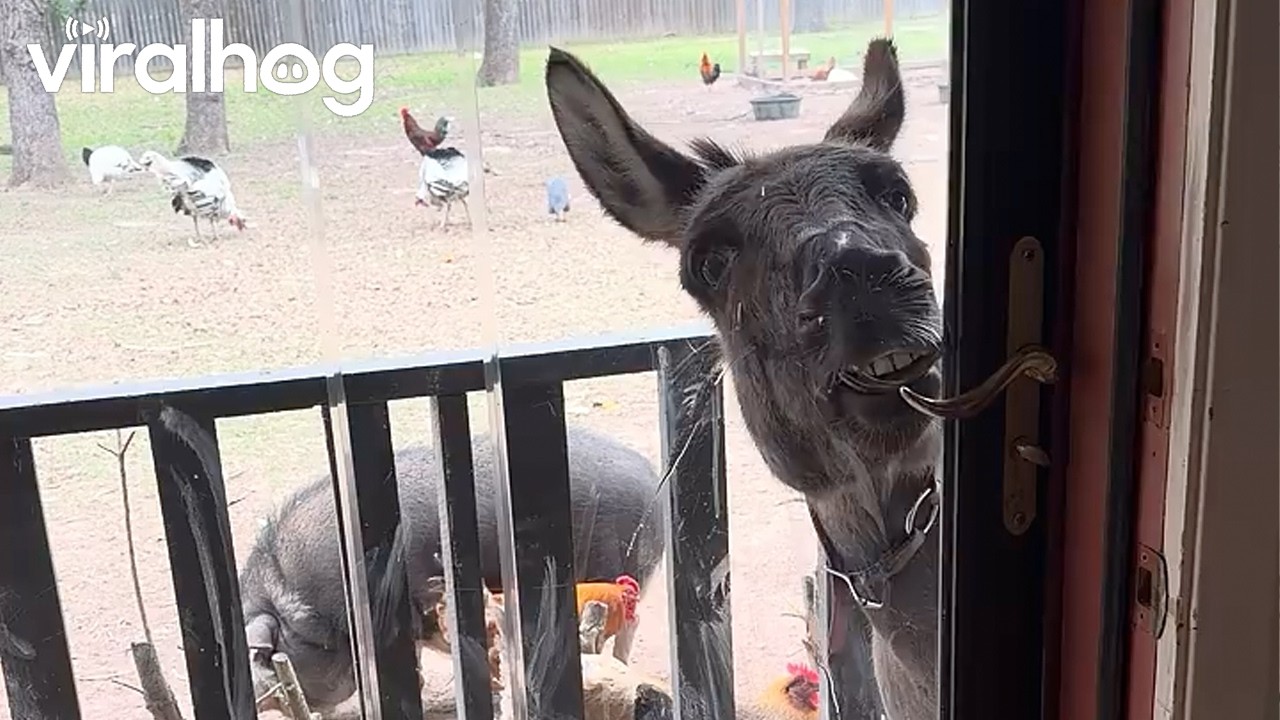 Demanding Donkey Opens Door In Search of Snacks || ViralHog
