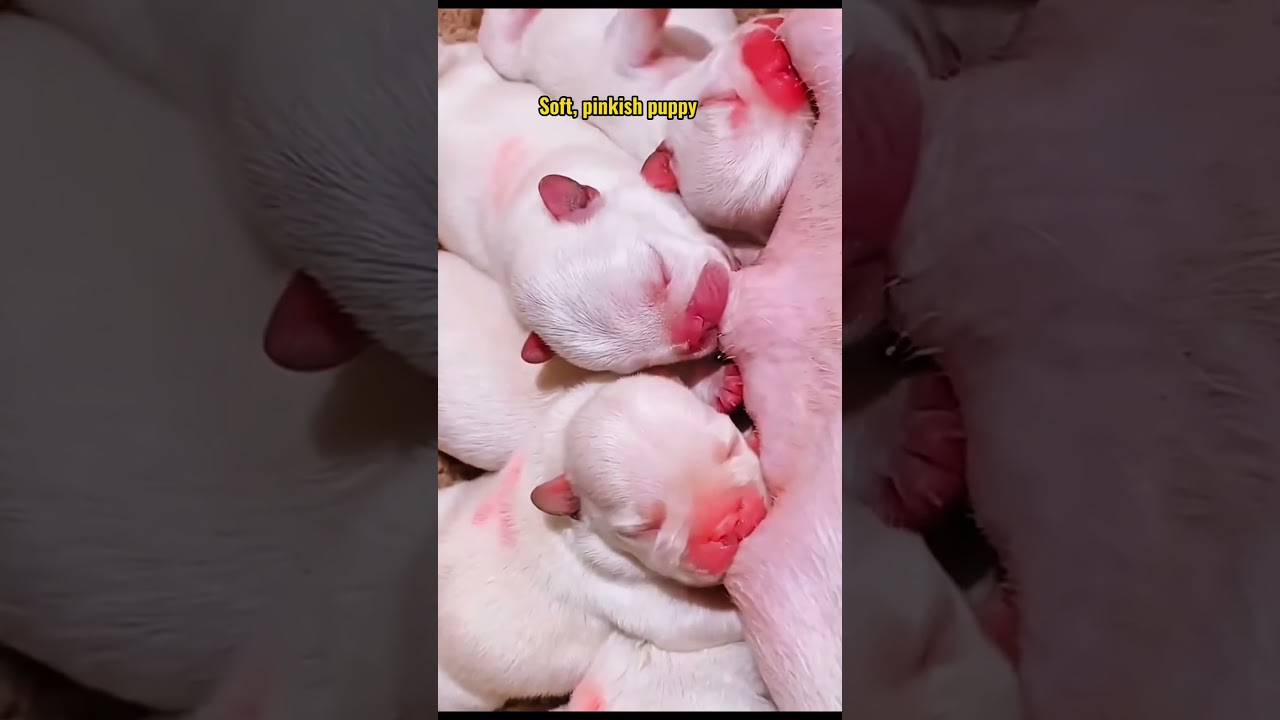 幸せを運ぶ子犬 #KoreaPuppies #JapanDogs