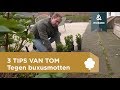 Tips van Tom: 3 hacks tegen de buxusmot!