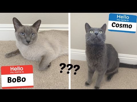 Do Cats Know Their Names? | Are Cats Smart?
