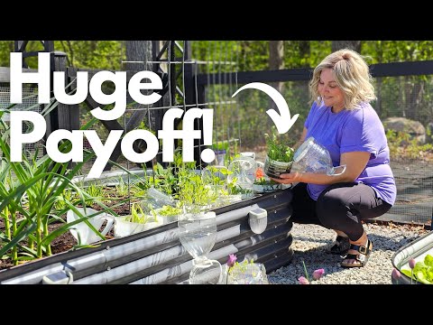 Winter Sowing Results: How I Grew 100+ Flower Seedlings for Pennies