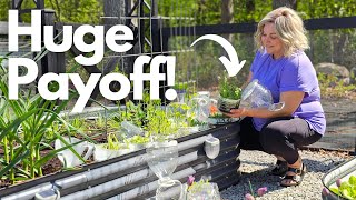 Winter Sowing Results: How I Grew 100+ Flower Seedlings for Pennies